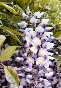 Close-up of purple flowers