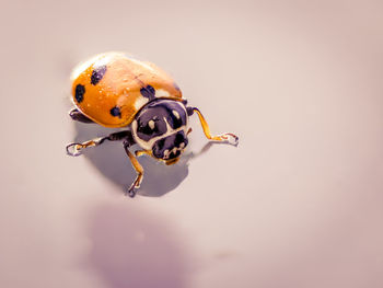 Close-up of ladybug on white background