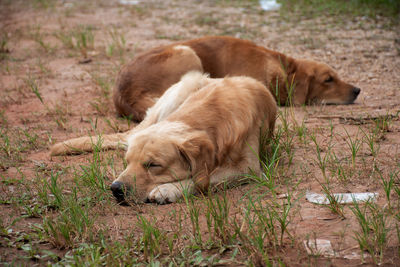 Dog relaxing on field