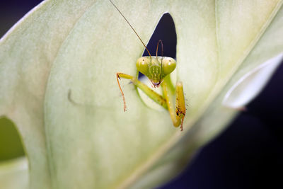 This species of praying mantis is light green. isolated with colorful background 