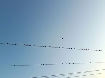 Low angle view of birds perching on cable