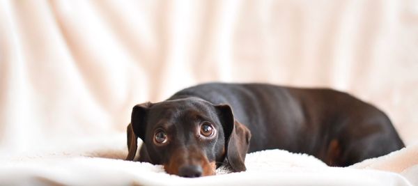 Portrait of black dog relaxing at home