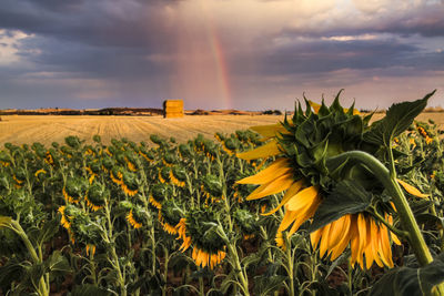 Scenic view of sunflower field against cloudy sky