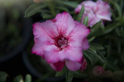 Close-up of pink flower blooming outdoors