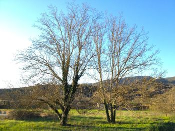 Bare trees on landscape