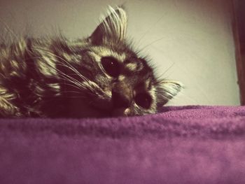 Close-up of cat resting