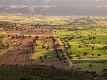 High angle view of agricultural field