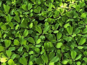 Full frame shot of green plants