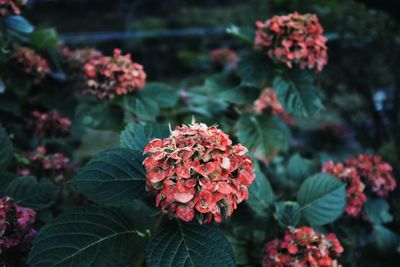 Close-up of red flowering plant