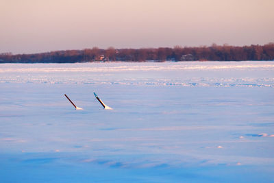 Swan flying over snow against sky