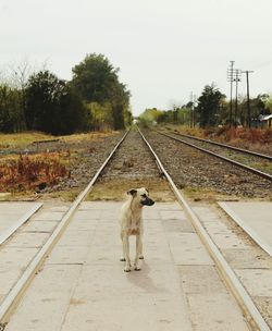 Dog on dirt road