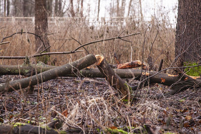 Close-up of dead tree trunk in forest