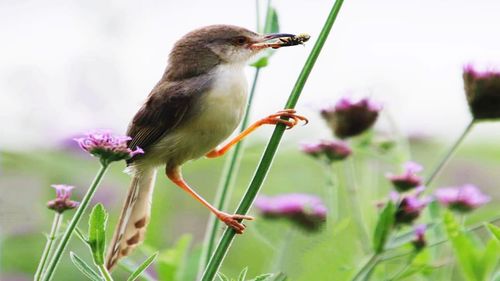 Close-up of sparrow perching on flower