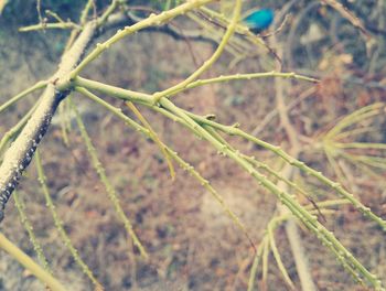 Close-up of fresh green plant