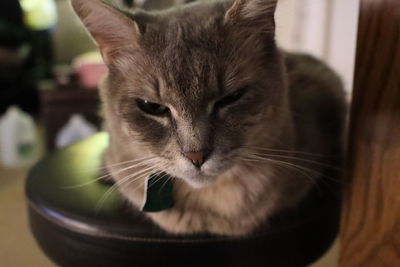 Close-up portrait of a cat