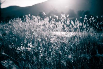 Close-up of wheat field against sky