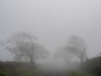 Trees on landscape against sky during foggy weather