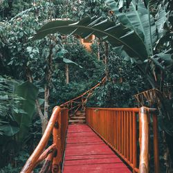 Staircase amidst plants in forest