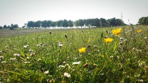 Yellow flowers blooming in field