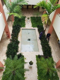 High angle view of palm trees and plants outside building