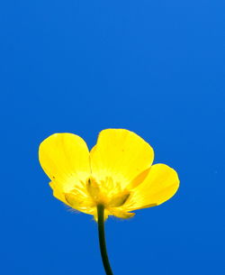 Close-up of yellow flower against blue background