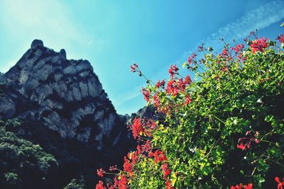 Low angle view of trees against sky