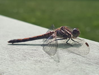 Close-up of fly