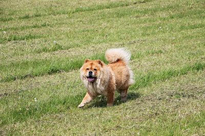 Portrait of dog running on grass