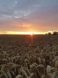 Scenic view of field against sky during sunset