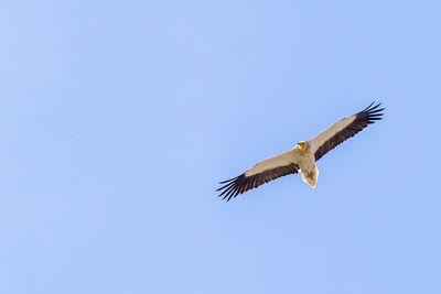 Low angle view of eagle flying against clear blue sky