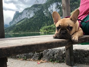 Close-up of a dog on mountain