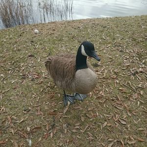 Bird on field