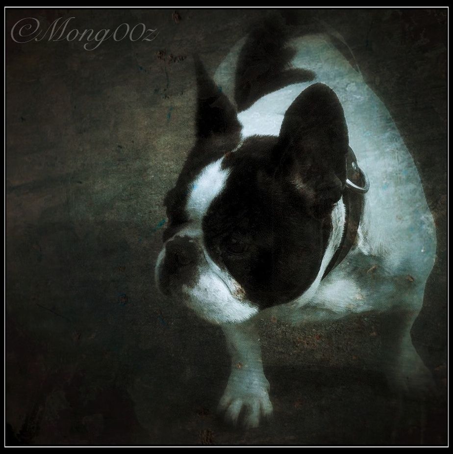 animal themes, one animal, domestic animals, pets, transfer print, mammal, dog, auto post production filter, full length, indoors, black color, high angle view, no people, relaxation, close-up, sitting, day, cat, animal head, zoology