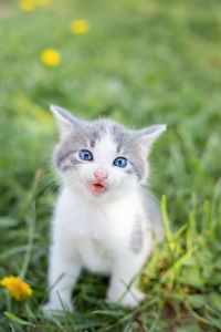 Portrait of white cat on field