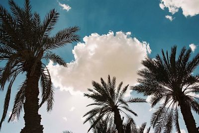 Low angle view of palm trees against sky