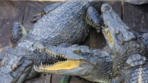 High angle view of crocodile in water