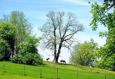 Low angle view of trees on grassy field