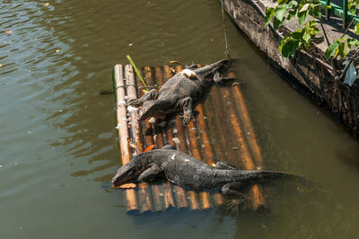 High angle view of turtle in lake