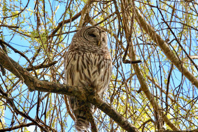 Low angle view of owl perching on tree