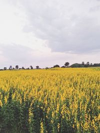 Scenic view of oilseed rape field against sky