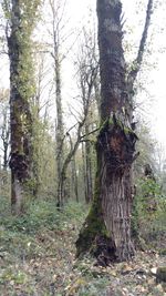 Trees in forest against sky