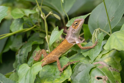 Close-up of lizard on leaf