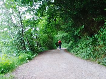 Rear view of person walking on footpath in forest