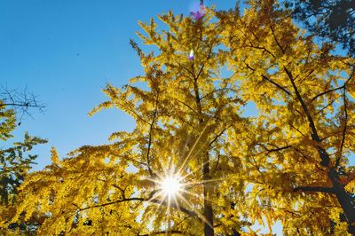 Low angle view of sunlight streaming through tree