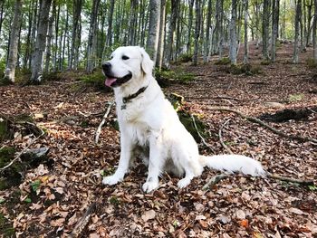 Dog on tree trunk in forest