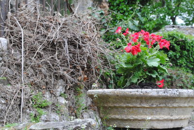 Pink flowering plants