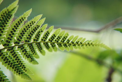 Close-up of fresh green leaves