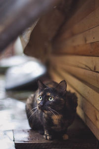 Cara in woods