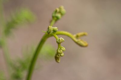 Close-up of plant