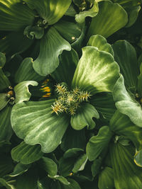 High angle view of flowering plant